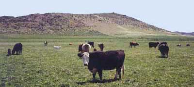 Cattle ranches in Klamath County 